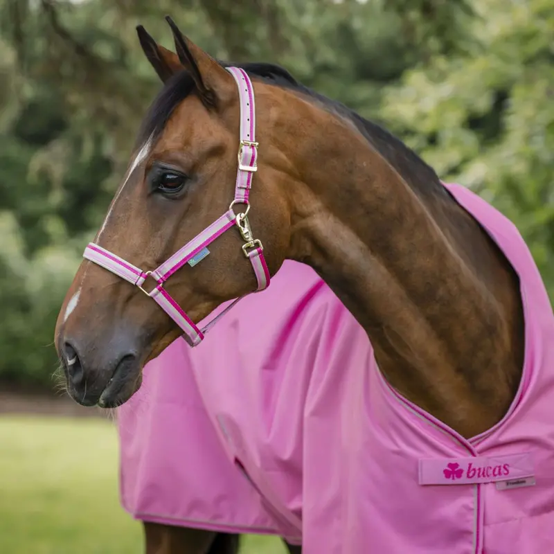 Bucas Dublin Foal Halter In Aurora Pink 1