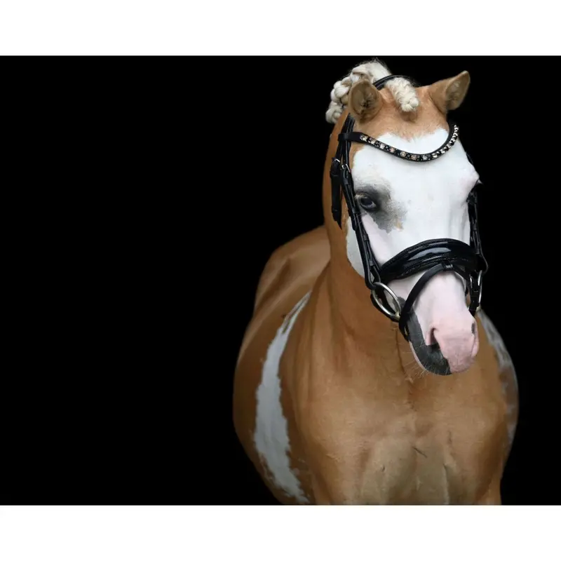Hb Showtime Bridle – Elegant Black And Gold Edition 1