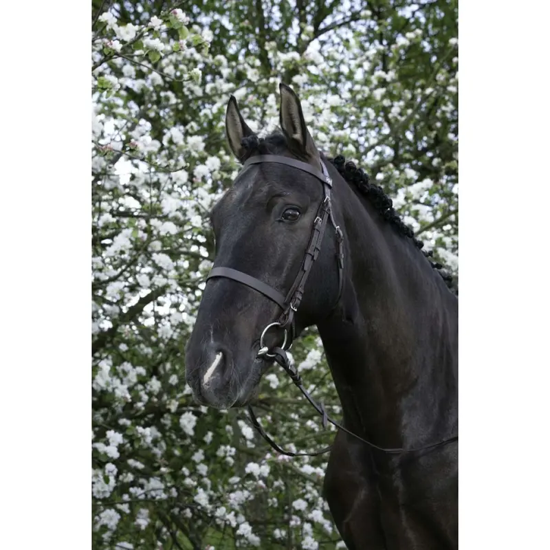 Riding World Havana French Noseband Bridoon 1
