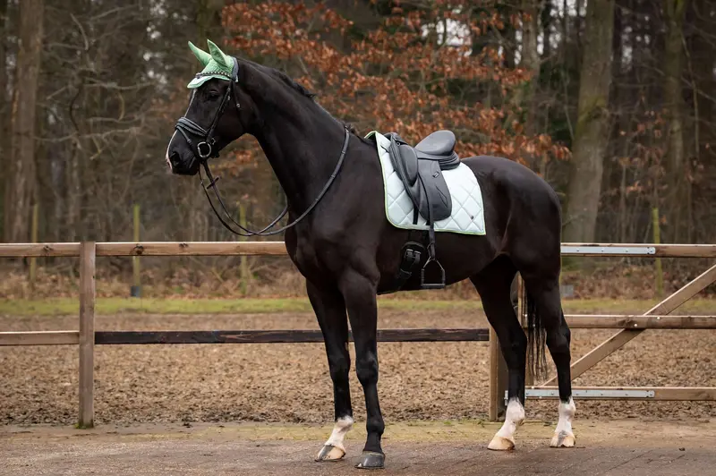 Showtime Spring Dressage Saddle Pad In Mint Green 1