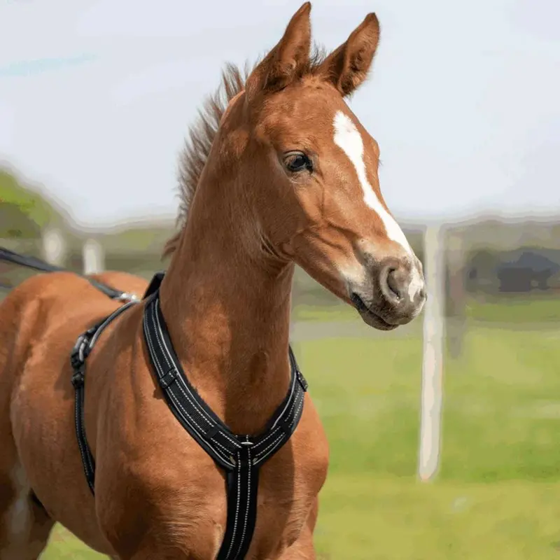 Sprenger Foal Harness – Black 1