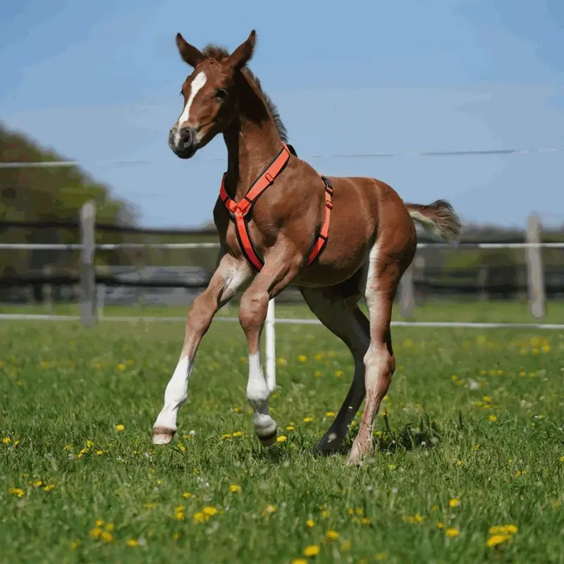 Sprenger Foal Harness – Orange 1