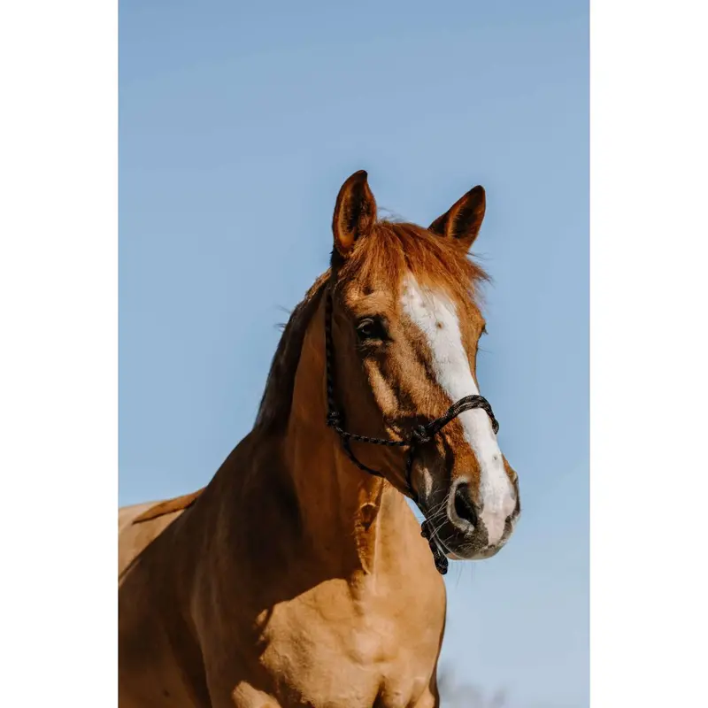Westride Western Bridle – Black 1